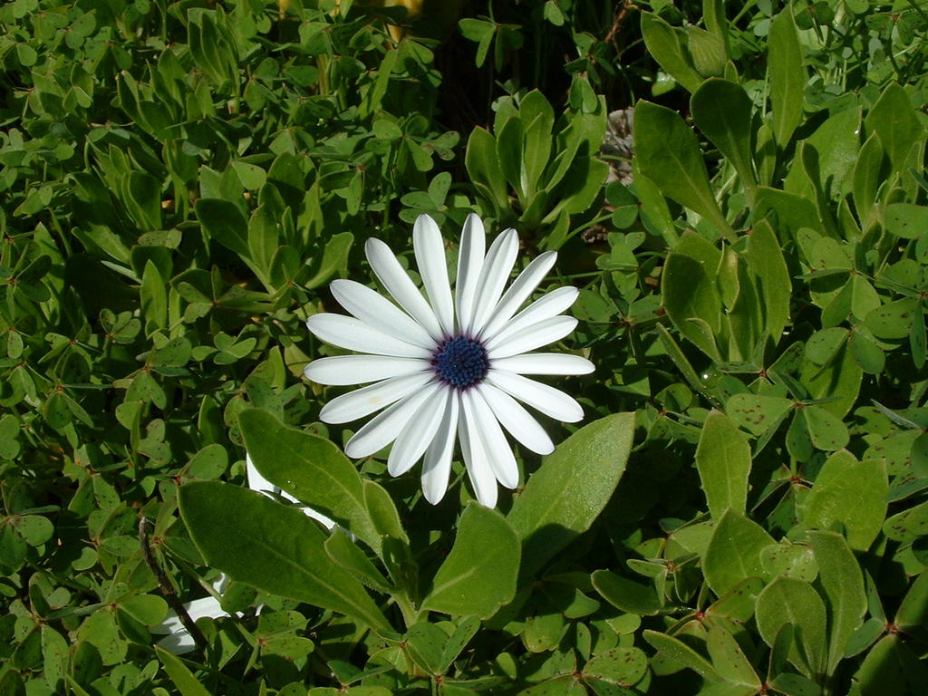4827096.jpg