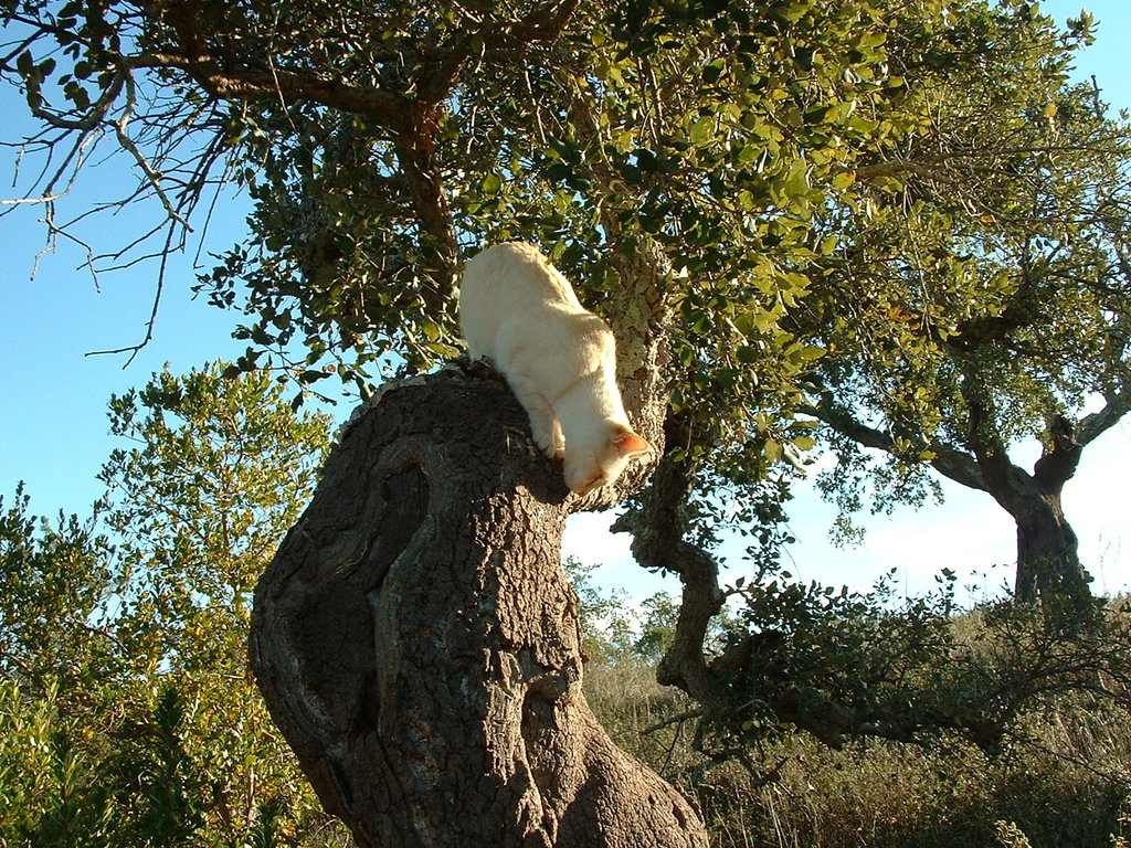 42623812uf.jpg