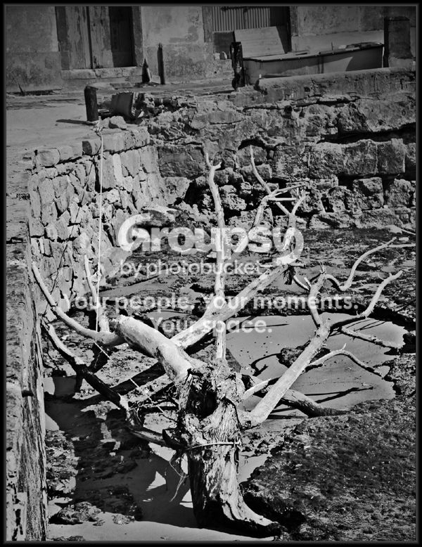 driftwood600_zpsd65bf3a1.jpg