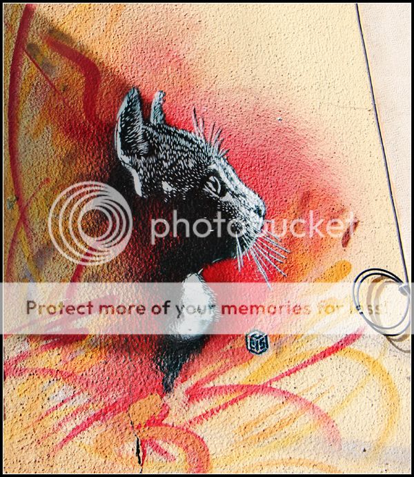 c215-cat_zps11623171.jpg