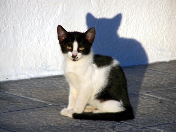 2951987.jpg