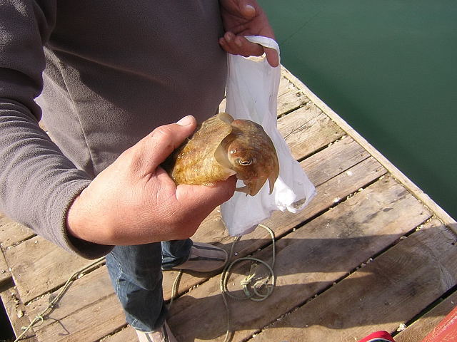 7201058gst.jpg