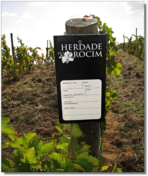 Herdade_Rocim_CABERNETs_AUVEGNONKopie.jpg